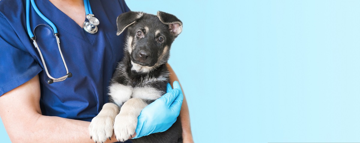 Dacă bănuiți că animalul dumneavoastră este bolnav, trebuie să mergeți la un medic veterinar și să îl examinați. 